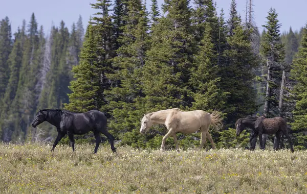 wild horses in summer in the Pryor Mountains Montana