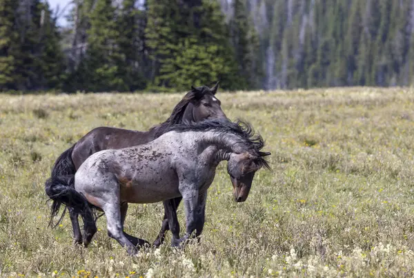 wild horses in summer in the Pryor Mountains Montana