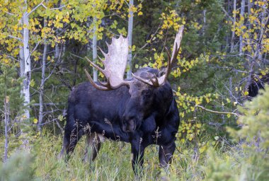 Wyoming 'deki sonbahar monotonluğu sırasında bir boğa shiras geyiği