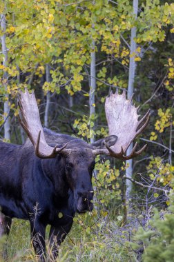 Wyoming 'deki sonbahar monotonluğu sırasında bir boğa shiras geyiği