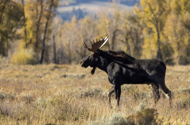 Wyoming 'deki sonbahar monotonluğu sırasında bir boğa shiras geyiği