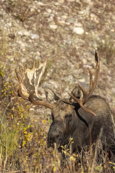 Stock image a bull shiras moose during the fall rut in Wyoming