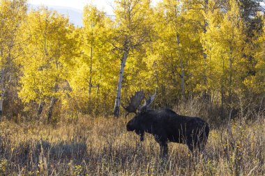 Grand Teton Ulusal Parkı Wyoming 'de sonbaharda bir geyik monotonluğa dayandı.