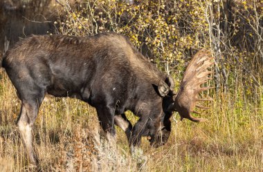 Grand Teton Ulusal Parkı Wyoming 'de sonbaharda bir geyik monotonluğa dayandı.