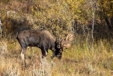 Grand Teton Ulusal Parkı Wyoming 'de sonbaharda bir geyik monotonluğa dayandı.