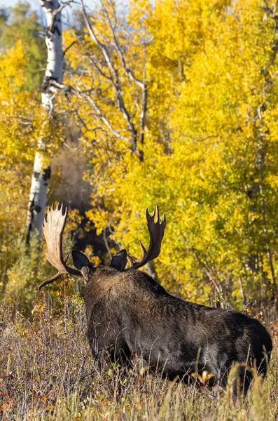 Stock image a bull moose durng the rut in autumn in Grand Teton National Park Wyoming