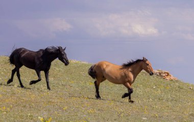 Yazın Montana 'daki Pryor Dağları' nda vahşi atlar