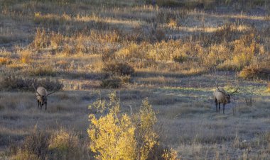 Wyoming 'de sonbaharda çiftleşen bir çift boğa geyiği.