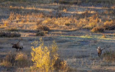 Wyoming 'de sonbaharda çiftleşen bir çift boğa geyiği.