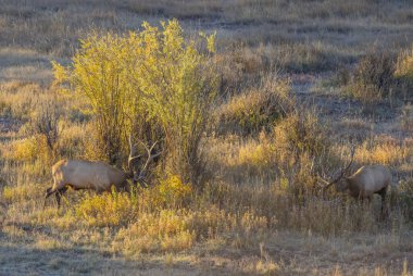 Wyoming 'de sonbaharda çiftleşen bir çift boğa geyiği.
