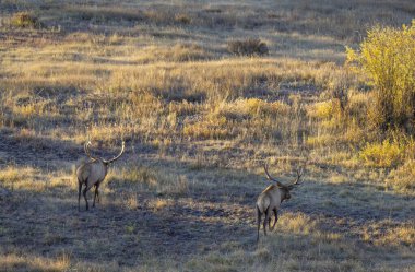 Wyoming 'de sonbaharda çiftleşen bir çift boğa geyiği.