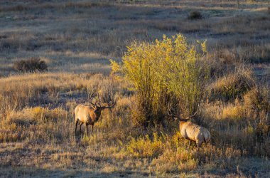 Wyoming 'de sonbaharda çiftleşen bir çift boğa geyiği.