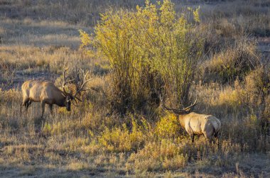 Wyoming 'de sonbaharda çiftleşen bir çift boğa geyiği.