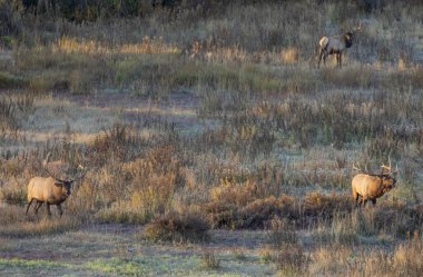 Wyoming 'de sonbaharda çiftleşen bir çift boğa geyiği.