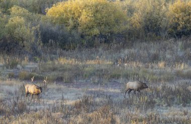 Wyoming 'de sonbaharda çiftleşen bir çift boğa geyiği.