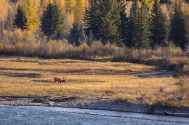 Sonbaharda Wyoming 'de tekdüze bir geyik.