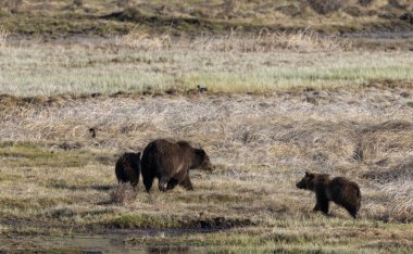 Baharda Yellowstone Ulusal Parkı 'nda bir boz ayı ve yavruları var.
