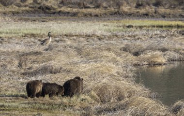 Baharda Yellowstone Ulusal Parkı 'nda bir boz ayı ve yavruları var.