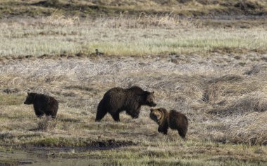 Baharda Yellowstone Ulusal Parkı 'nda bir boz ayı ve yavruları var.