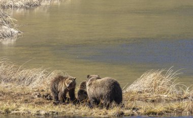 Baharda Yellowstone Ulusal Parkı 'nda bir boz ayı ve yavruları var.