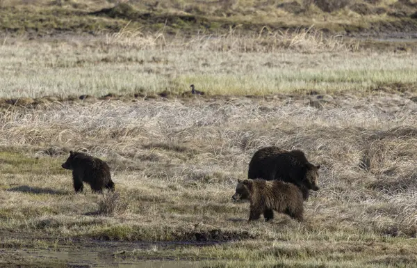 Baharda Yellowstone Ulusal Parkı 'nda bir boz ayı ve yavruları var.