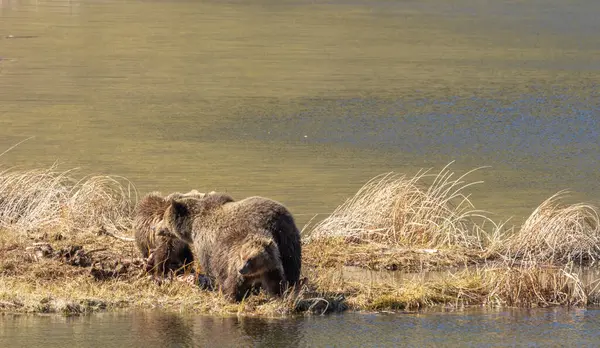 Baharda Yellowstone Ulusal Parkı 'nda bir boz ayı ve yavruları var.