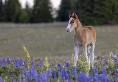 Yazın Montana 'daki Pryor Dağları' nda şirin bir at yavrusu.
