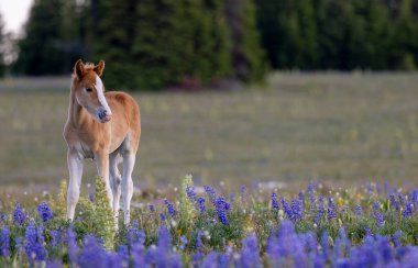 Yazın Montana 'daki Pryor Dağları' nda şirin bir at yavrusu.