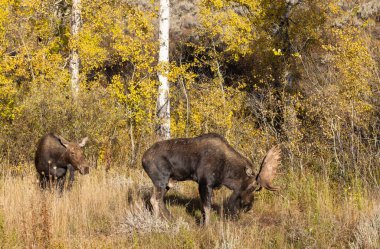Wyoming 'de sonbaharda boğa ve sığır geyiği monotonluğu sırasında