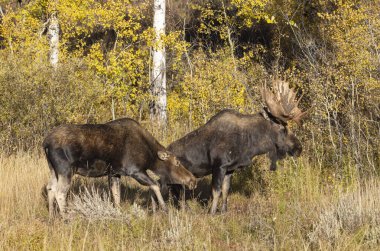 Wyoming 'de sonbaharda boğa ve sığır geyiği monotonluğu sırasında