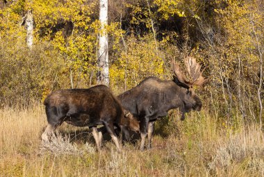 Wyoming 'de sonbaharda boğa ve sığır geyiği monotonluğu sırasında