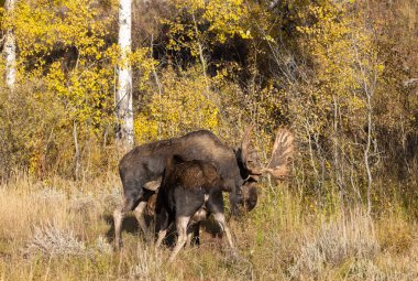 Wyoming 'de sonbaharda boğa ve sığır geyiği monotonluğu sırasında