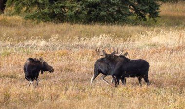 Wyoming 'de sonbaharda boğa ve sığır geyiği monotonluğu sırasında