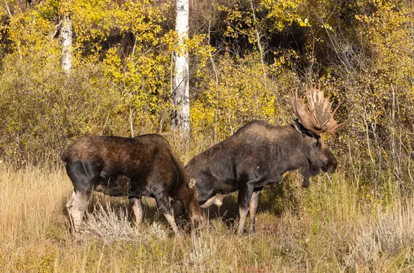 stock image bull and cow moose during the rut in autumn in Wyoming