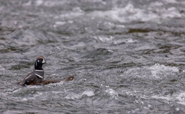 Yellowstone Ulusal Parkı Wyoming 'de bir erkek ve dişi palyaço ördeği.