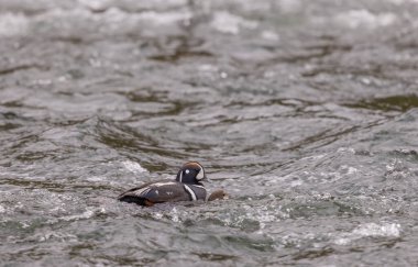 Yellowstone Ulusal Parkı Wyoming 'de bir erkek ve dişi palyaço ördeği.