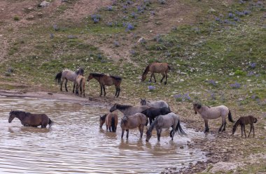 Yazın Montana 'daki Pryor Dağları' ndaki bir su birikintisinde vahşi atlar.