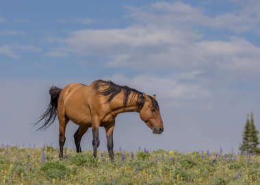 Yazın Montana 'daki Pryor Dağları' nda vahşi bir at