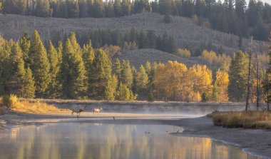 Grand Teton Ulusal Parkı Wyoming 'de sonbaharda tekdüze geçen bir boğa ve inek geyiği.