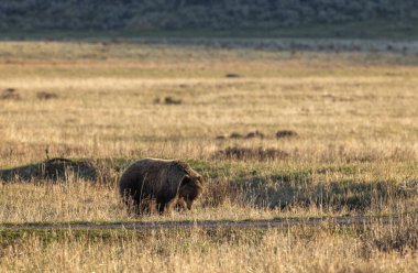 Baharda Yellowstone Ulusal Parkı 'nda bir boz ayı.