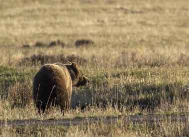 Baharda Yellowstone Ulusal Parkı 'nda bir boz ayı.