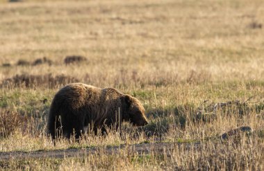 Baharda Yellowstone Ulusal Parkı 'nda bir boz ayı.