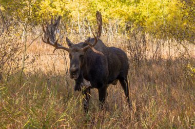 Wyoming 'deki sonbahar monotonluğu sırasında bir geyik.