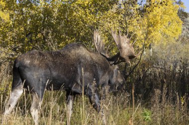 Wyoming 'deki sonbahar monotonluğu sırasında bir geyik.