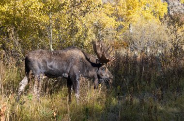 Wyoming 'deki sonbahar monotonluğu sırasında bir geyik.