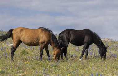 wild horses in summer in the Pryor Mountains Montana