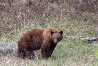 Yellowstone Ulusal Parkı Wyoming 'de baharda bir kara ayı.