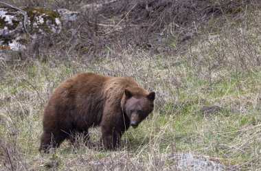 Yellowstone Ulusal Parkı Wyoming 'de baharda bir kara ayı.