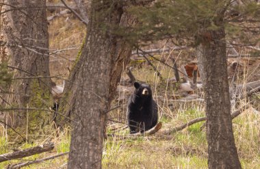 Yellowstone Ulusal Parkı Wyoming 'de baharda bir kara ayı.