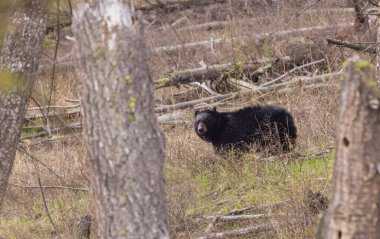 Yellowstone Ulusal Parkı Wyoming 'de baharda bir kara ayı.